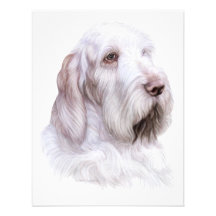 Italian Spinone Italiano Custom Invitation