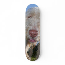 Italian Spinone skateboard