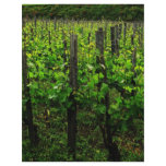 ITALIAN VINEYARD TUSCANY flyers
