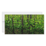 ITALIAN VINEYARD TUSCANY photo cards