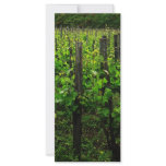 ITALIAN VINEYARD TUSCANY rack cards