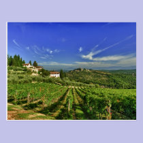 Italy, Tuscany, Greve. The vineyards of Castello postcards