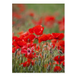 Italy, Tuscany, Mass of Summer Poppies in Postcard