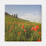Italy, Tuscany, Tuscan Villa in Spring With Fridge Magnets
