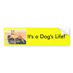 'It's a Dog's Life!' Bumper Sticker bumper stickers