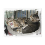 Its A Hard Life cats postcards