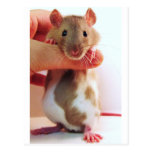 It's a little different Down Under Rattie Post Card