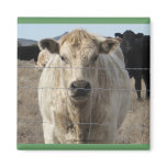 It's a Roundup! Black & White Cow Herd - Charolais magnets