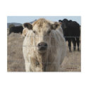It's a Roundup! Cattle - Western "Save the Date" postcards
