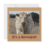 It's a Roundup! Cows - Cattle Drive Celebration Custom Announcements