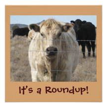 It's a Roundup! Cows - Cattle Drive Celebration Custom Invitations