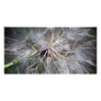 It's All In The Seed Picture Card