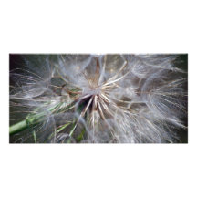 It's All In The Seed Picture Card