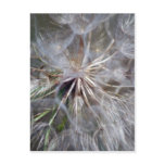 It's All In The Seed Postcards