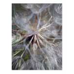 It's All In The Seed Postcards