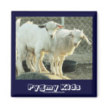 It's Twins! - Cute Pygmy Goat Kids - Western magnets
