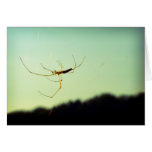Itsy bitsy spider cards
