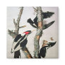 Ivory-billed Woodpecker, from 'Birds of America' Refrigerator Magnet
