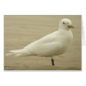 Ivory Gull Card
