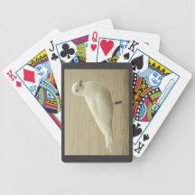 Ivory Gull Playing Cards