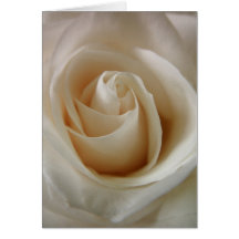 Ivory White Rose Flower Card