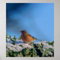 Ivy Chaffinch posters