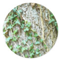 Ivy Climbing Tree stickers