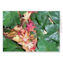 Ivy Cradling Maple Leaves cards