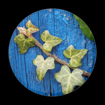 IVY magnets