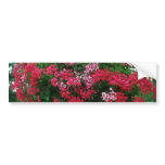 Ivy Geranium (Pelargonium Peltatum) flowers bumper stickers