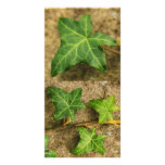 Ivy Leaves Photocard