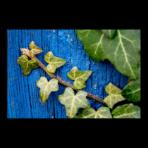 IVY posters