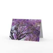 Jacaranda tree in spring bloom flowers cards