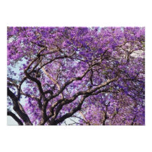 Jacaranda tree in spring bloom flowers custom invitation