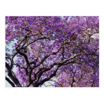 Jacaranda tree in spring bloom flowers postcards