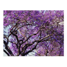 Jacaranda tree in spring bloom flowers post cards