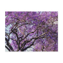 Jacaranda tree in spring bloom flowers post cards