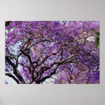 Jacaranda tree in spring bloom flowers posters