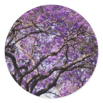 Jacaranda tree in spring bloom flowers round stickers