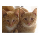 Jack & Colby Postcard
