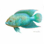 Jack Dempsey Cichlid Photo Sculpture
