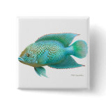 Jack Dempsey Cichlid Pin buttons