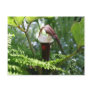 Jack In The Pulpit Flower Photography Postcard