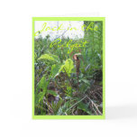 JACK IN THE PULPIT II cards