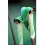 Jack-in-the-pulpit photo sculptures