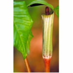 Jack-in-the-pulpit photo sculptures