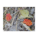 Jack-In-The-Pulpit Seeds Postcard