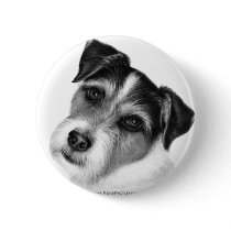 Jack (Parson) Russell Terrier