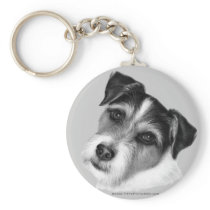 Jack (Parson) Russell Terrier