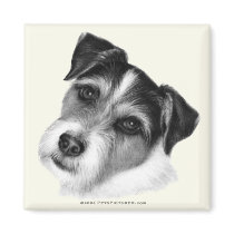 Jack (Parson) Russell Terrier